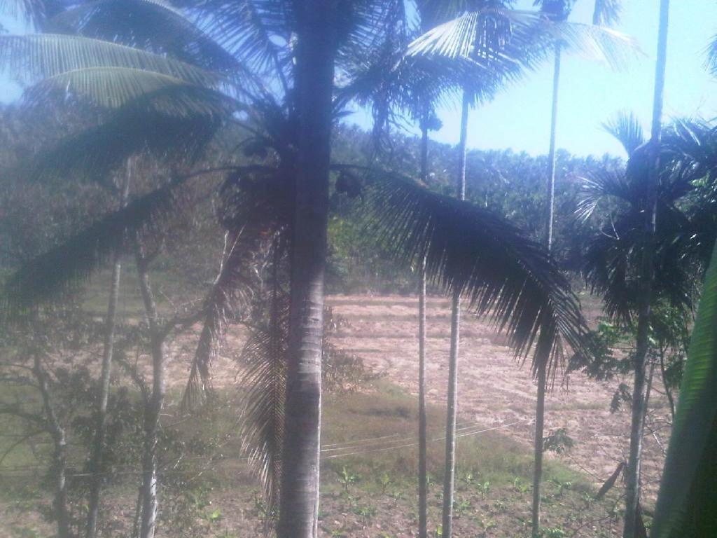 Spice Garden Farm House Sultan Bathery Exterior foto